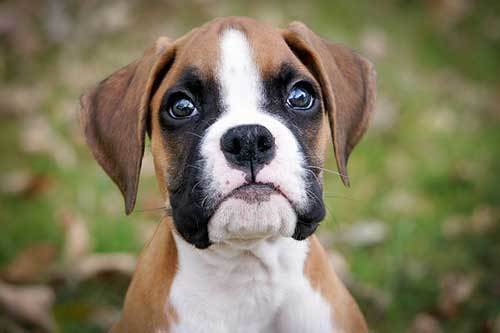 boxer dog history