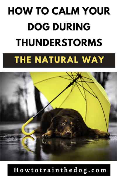 Tips On How To Calm Your Dog During Thunderstorms (The Natural Way)