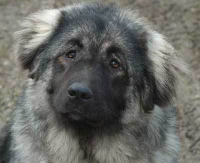 caucasian ovcharka puppy