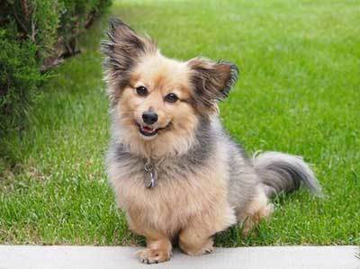 pomeranian dachshund mix size