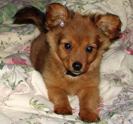 dachshund Pomeranian personality