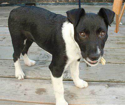 jack russell border collie mix