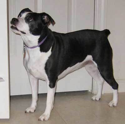 jack russell boston terrier mix