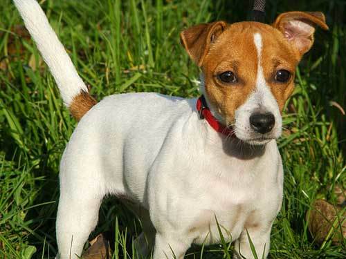 jack russell history