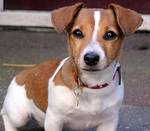 The Corgi Jack Russell Mix (Cojack): Facts/Information