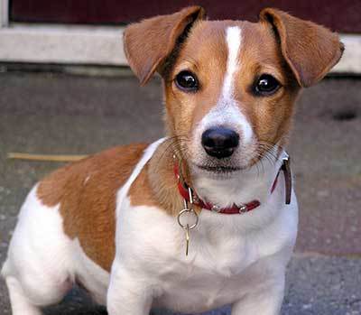 corgi jack russell puppy