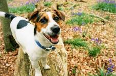 how to deal with your jack russell terrier shedding problem