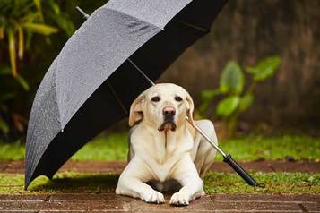 Tips On How To Calm Your Dog During Thunderstorms (The Natural Way)