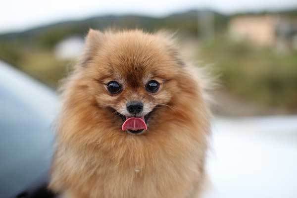 Pomeranian dog