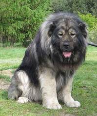 20 Amazing Facts About the Russian Bear Dog