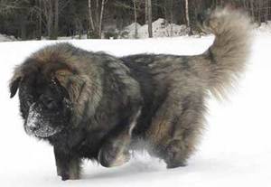 20 Amazing Facts About the Russian Bear Dog