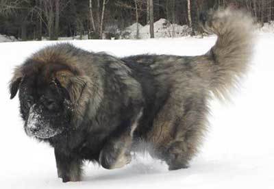 russian bear dog info