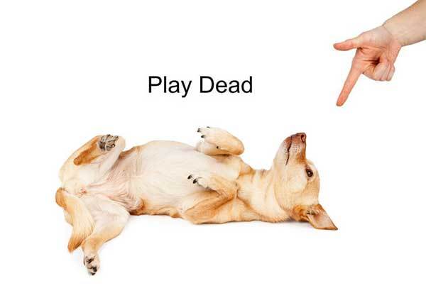 teach dog roll over and play dead