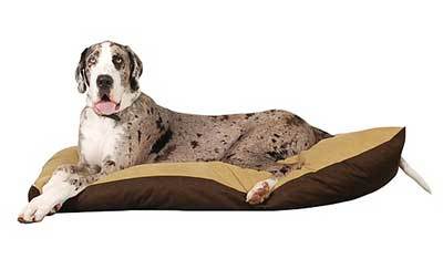 Great Dane dog history