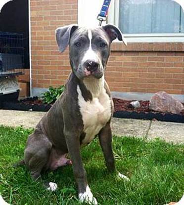 The Great Dane Pitbull Mix (A Comprehensive Guide)