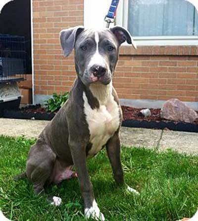 77+ Great Dane Pitbull Boxer Mix