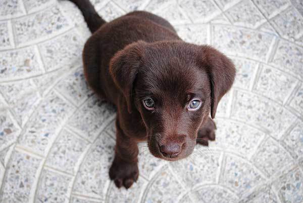 lab small dog