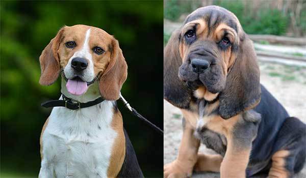 beagle bloodhound mix