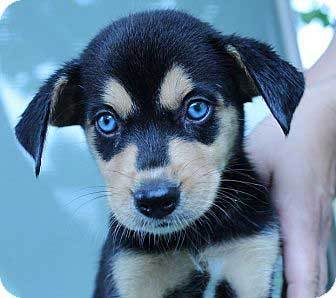 beagle cross husky