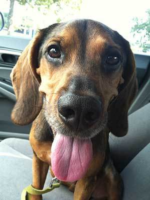 bloodhound beagle mix personality