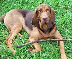 How big will a lab bloodhound mix get