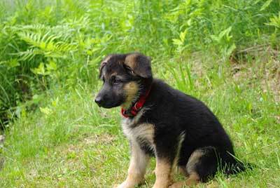 german shepherd dog history