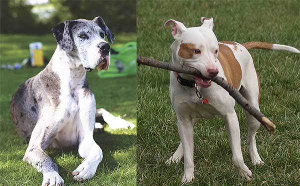 great dane pitbull mix