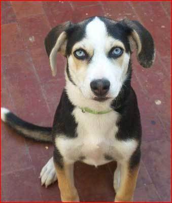 husky beagle mix appearance