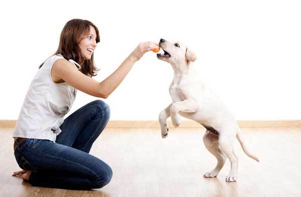 6 Indoor dog games! Great for hot summer days