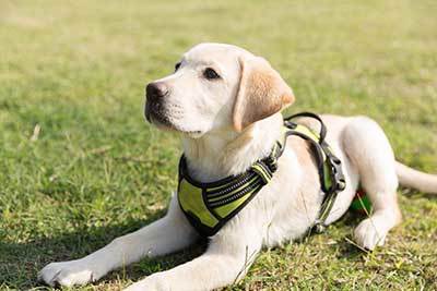 cachorro de labrador