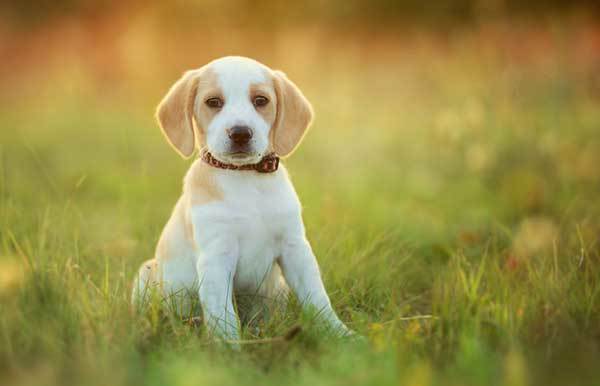 white beagle