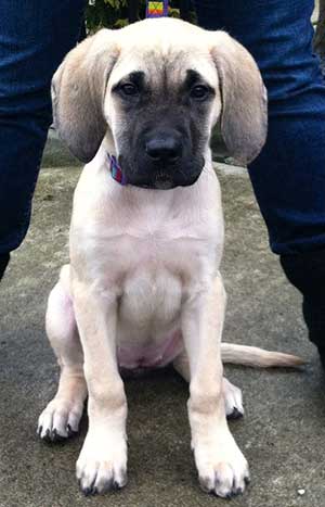 mastador the mastiff lab mix