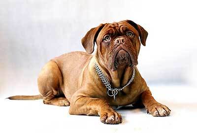 mastiff dog history