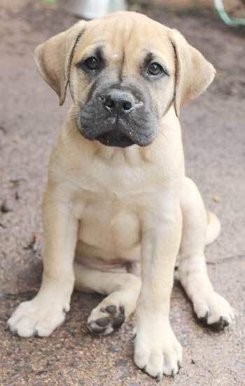 mastiff lab mix puppy