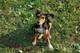 All About The Meagle (Miniature Pinscher Beagle Mix)