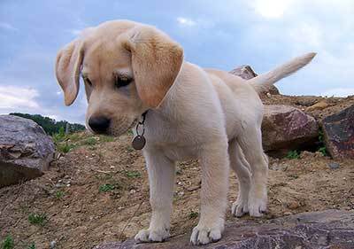 mini labrador