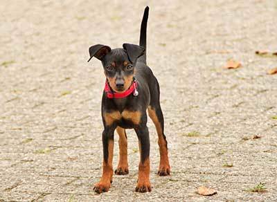 miniature pinscher dog