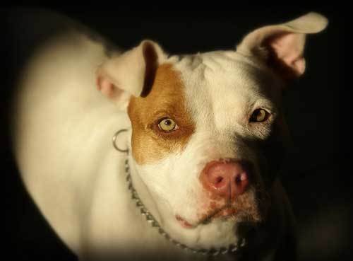 pitbull dog history