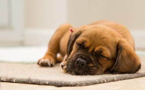 puppy sleeping at night full guide