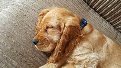 puppy sleeping on couch