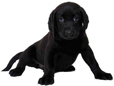 small black lab