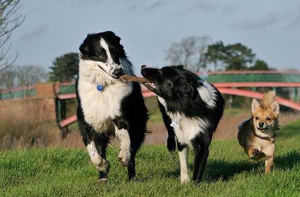 tips socialize dog with other dogs