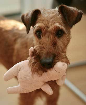 train dog to pick up his toys