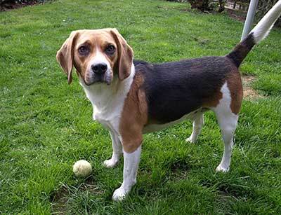 tri color beagle