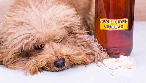 using apple cider vinegar as natural remedy for fleas