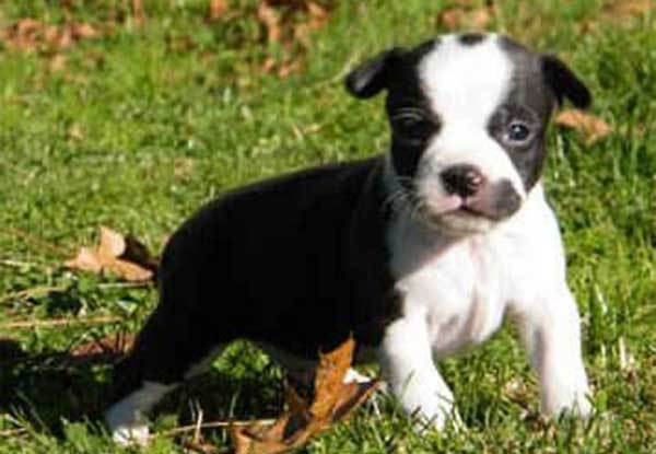 boston terrier mix puppies