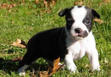 what to expect from boston terrier chihuahua mix