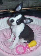 What to Expect of A Boston Terrier Chihuahua Mix?