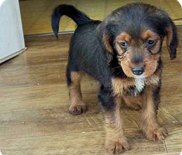 dachshund shih tzu mix weight