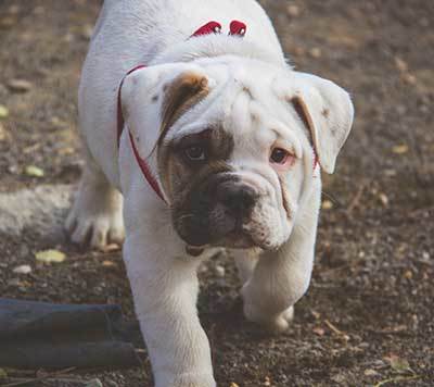 english bulldog history